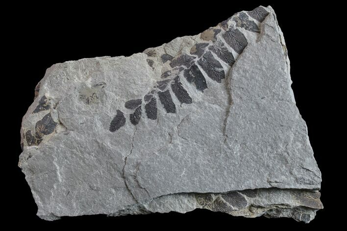 Pennsylvanian Fossil Fern (Neuropteris) Plate - Kentucky #154728